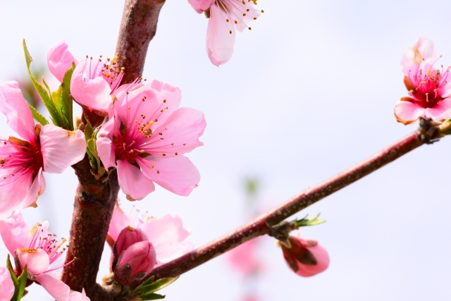 桃の花を長持ちさせる 咲かない蕾を開かせる方法と生け方のコツもご紹介