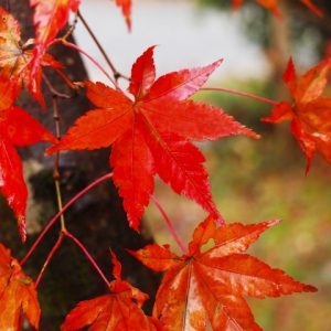 京都の紅葉は雨でも楽しめる！屋内で雨でも紅葉狩り出来るおすすめスポットをご紹介！